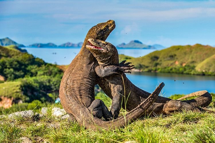 Menikmati Keindahan Pulau Komodo