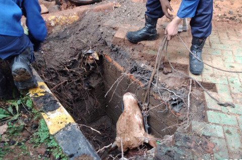 Sapi Kurban di Kemayoran Kabur dan Terperosok ke Sumur Resapan, 6 Petugas Damkar Turun Tangan